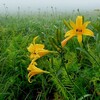 昔の一枚・雨のニッコウキスゲ、霧ヶ峰