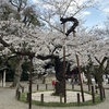 アジアな空間　その２０３５９　桜のパトロール　その４　靖国神社　の巻