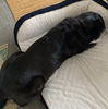 ニーシャのくせ毛