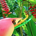 お珍棒お稲荷プリりン大激突!! 狐の小田原花ぢょうちんはジャングリアよりジャングルや !! の話