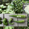 庭で夏野菜 93　【オクラ、ピーマン】