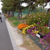 浦安市内の芝桜花壇(中町)