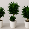 【ドラセナ・コンパクタ】コンパクトでスタイリッシュ🪴葉の美しさが人気の観葉植物🌿育て方ガイド