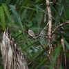 チビメジロハエトリ Least Flycatcher
