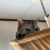 猫、高所から飛び降りるのを控える