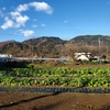 桜山でのんびり🌸