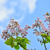 桐の花