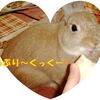 くーちゃん帰省する