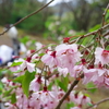 桜まだある？　偶然走った塩江琴南林道