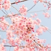 ２０２２年の桜🌸