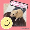 今日のくまちゃん🐹