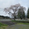 今日の桜