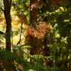 「檜尾山 観心寺」の紅葉 Ⅷ