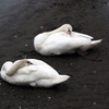 手賀沼公園のコブハクチョウのお昼寝