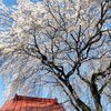桜＆温泉_宇都宮