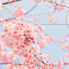 【エッセイ】春の訪れはいづこ