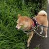 ６月の終わり、だよ