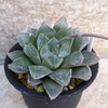 Haworthia venusta