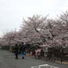 近所の桜祭りを観てきた