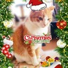 2019クリスマス☆飛び猫チャレンジ