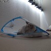 みなさま猫のベットって何個ありますか？