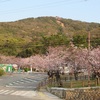 須磨浦公園　4月7日の桜