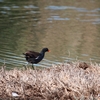 バン Common Moorhen