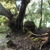 竹屋神社　境内社・磐境