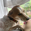 受け入れるも何も。この瞬間を生きている犬と勝負の向こう側。