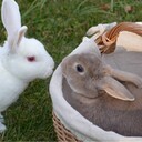 ふらわーのお部屋