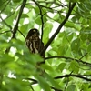 アオバズクに会いにいく１