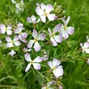 大根の花