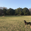 あったかな深大寺の公園で