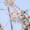 桜より梅、ひょっとしたら梅より桃？