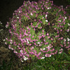 小菊20241230