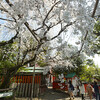 車折神社の溪仙桜