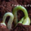冬の終わりはポケット発芽