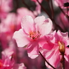 2019年4月7日 古賀志山（日帰り？）