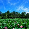 水元公園のハス池