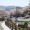 黄金山の桜で心を癒す