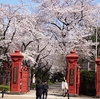 ３月３１日・桜・今年の満開Photo