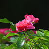 ピンクの花と白い柵