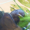 カワニナによる水草の食害