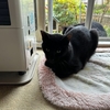 今朝の黒猫ダブル