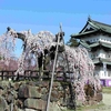 弘前公園の桜🌸2025年の1回目・開花情報