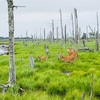 立ち枯れと生命の息吹と。春国岱の自然 -道東2018夏（8）