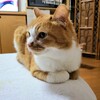 猫に囲まれて納豆食べてる私は超絶幸せ