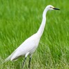 田んぼの中のチュウサギ