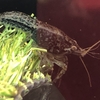 ザリガニ・特定外来生物規制について
