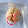 34日目：一足お先に…